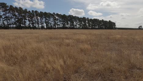 golden-colored grass sways gently before a stand of large pine trees in summertime - canterbury, new zealand