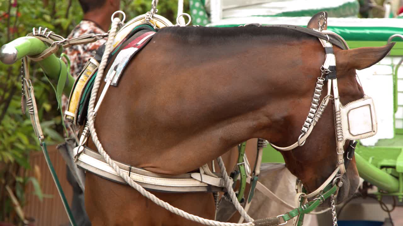 Un cavallo marrone bardato a una tradizionale carrozza kalesa di legno a Intramuros, Manila.