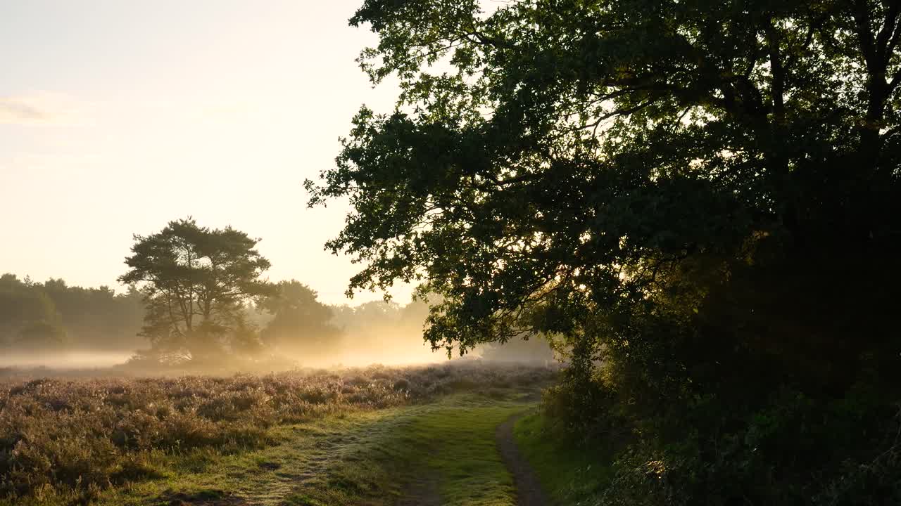 허스 숲 에서 안개 가 가득 한 해가 뜨는 것