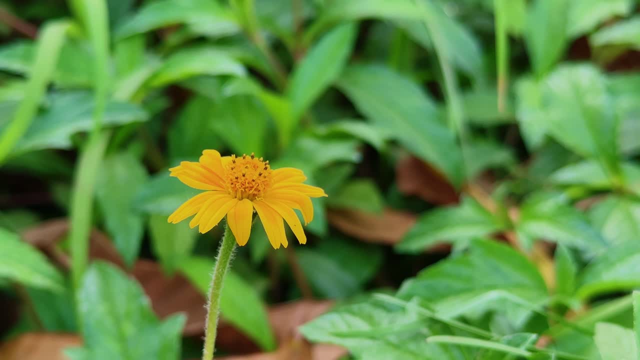 Primo piano di un fiore di Wedelia (Sphagneticola trilobata) di un giallo brillante che si erge alto contro ricche foglie verdi, catturato in una luce naturale soffusa con uno sfondo pulito e sfocato
