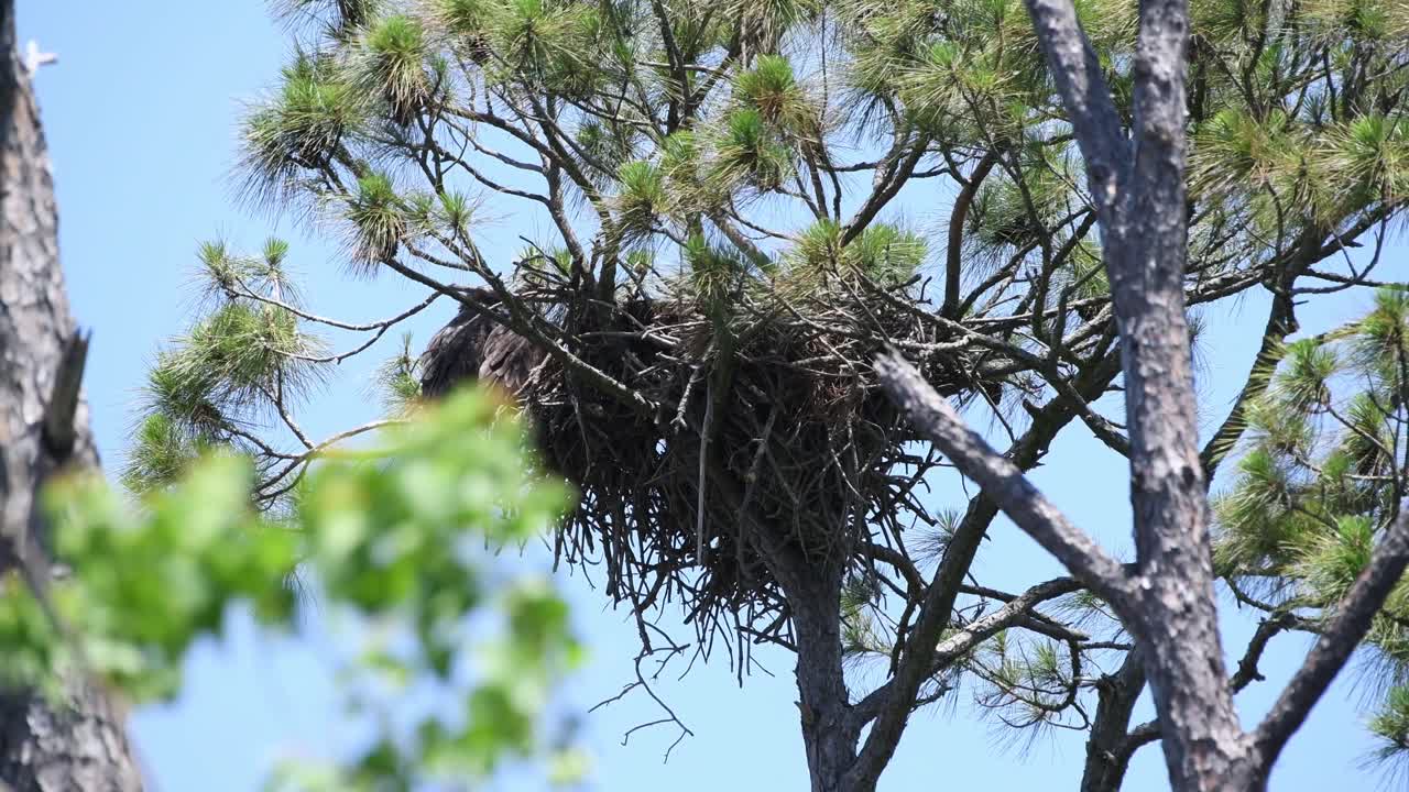 Two juvenile bald eagles perch on the side of the nest, dark colors show how they are camouflaged