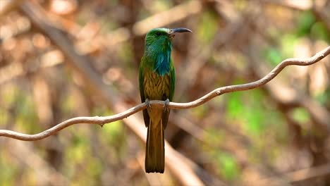 the blue-bearded bee-eater is found in the malayan peninsula including thailand at particular forest clearings