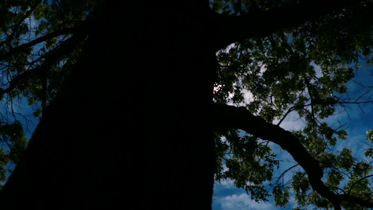 좋은 여름날 나무를 통과하는 태양의 슬로우 모션 샷