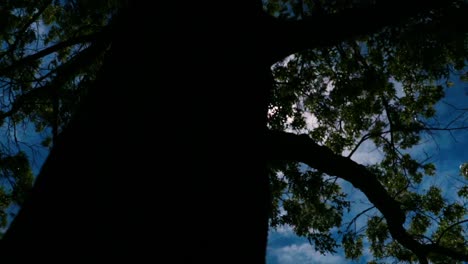 slow motion shot of sun going through trees on a nice summer day