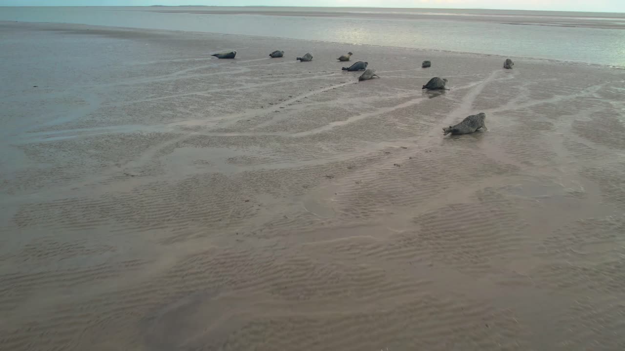 una vista de cerca de una bandada de focas que llegan a la costa de la isla de texel en el mar de wadden, países bajos