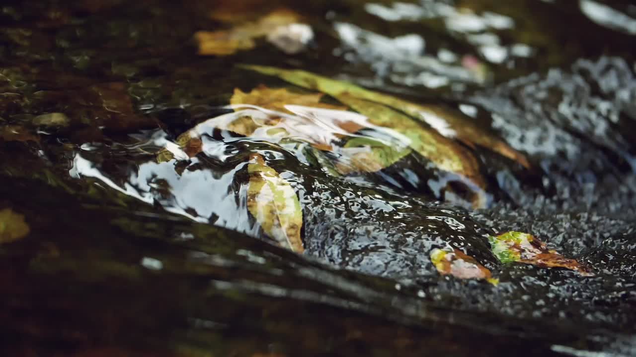 하천 의 바위 에 있는  ⁇ 은 물 아래 에 있는 재 잎 의 느린 움직임 의 클로즈업