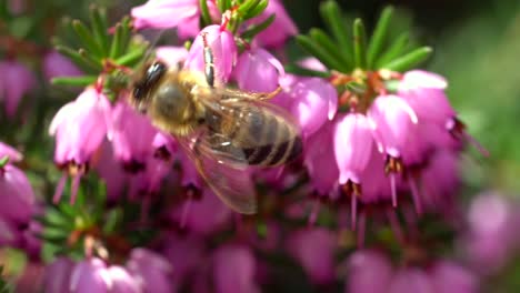 macro close up of bee collecting pollen in pink flower during pollination time
