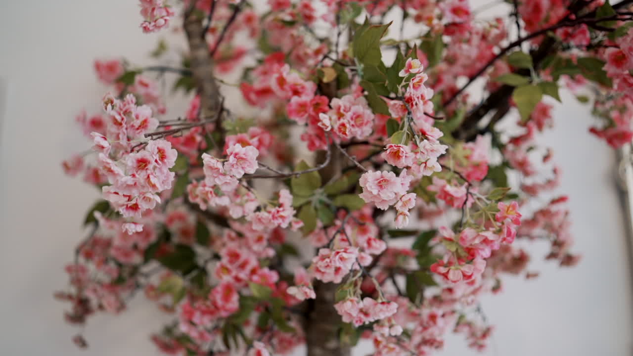 Rami primaverili rosa in fiore. Fioritura
