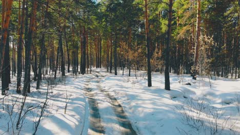 Bildhafte,-Mit-Schnee-Bedeckte-Landstraße-Im-Kiefernwald