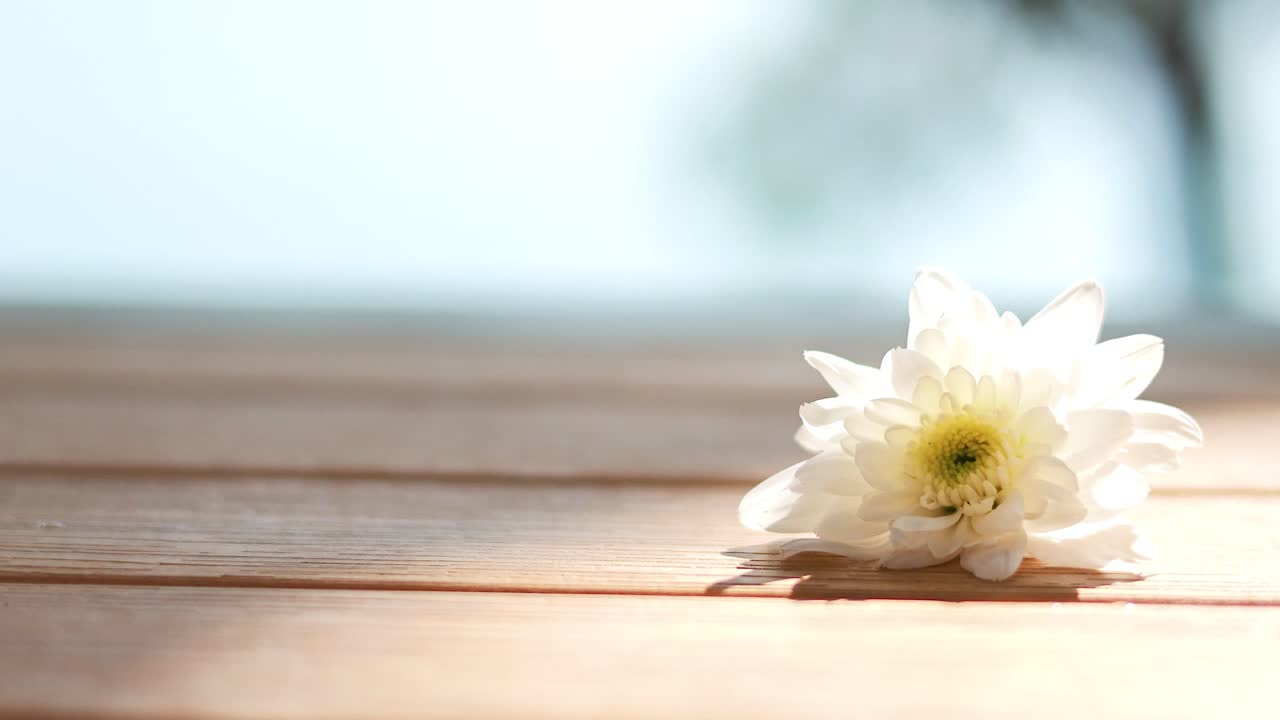 A butterfly flutters around a white flower on a sunlit wooden surface, showcasing delicate movement and serene natural beauty