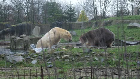 view of polar bear taking food from another at zoo enclosure