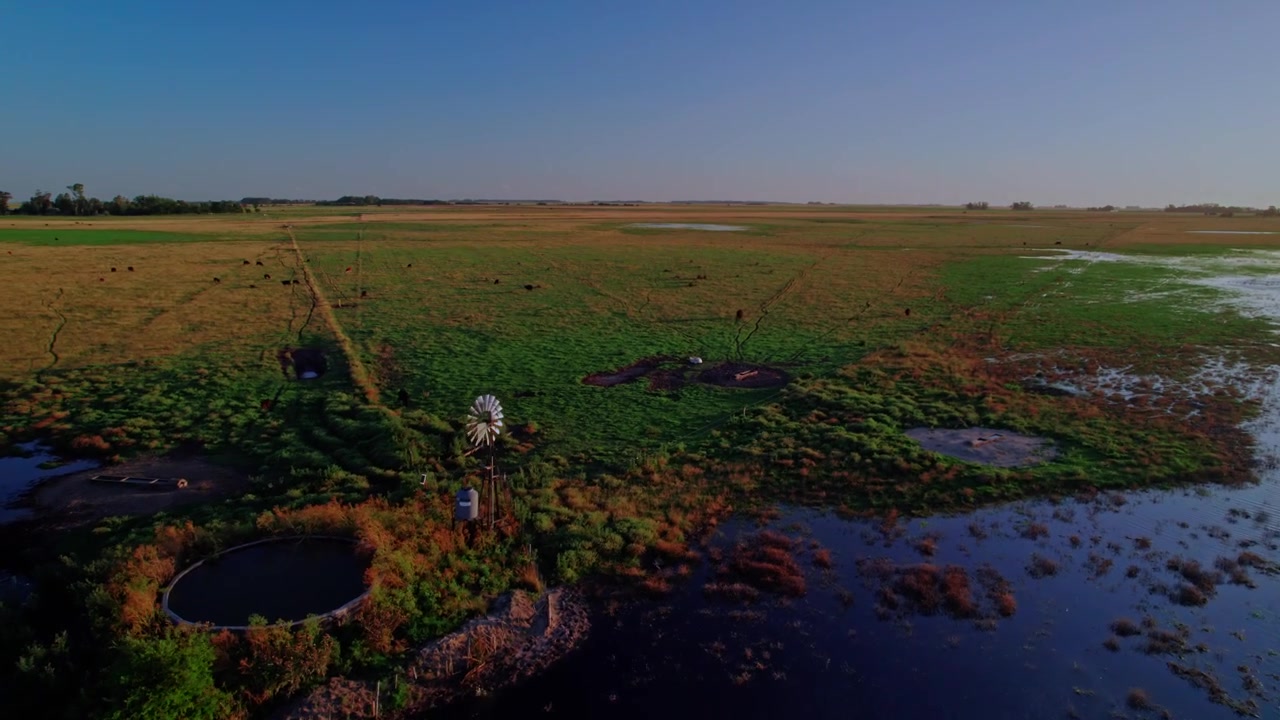 Ripresa orbitale con drone di un mulino a vento tradizionale e bestiame al pascolo in un pascolo rurale allagato durante l'ora d'oro. Luce cinematografica del tramonto su vaste zone umide agricole