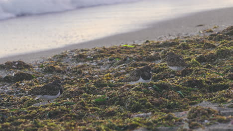 Sandpipers-on-the-beach-near-the-sea