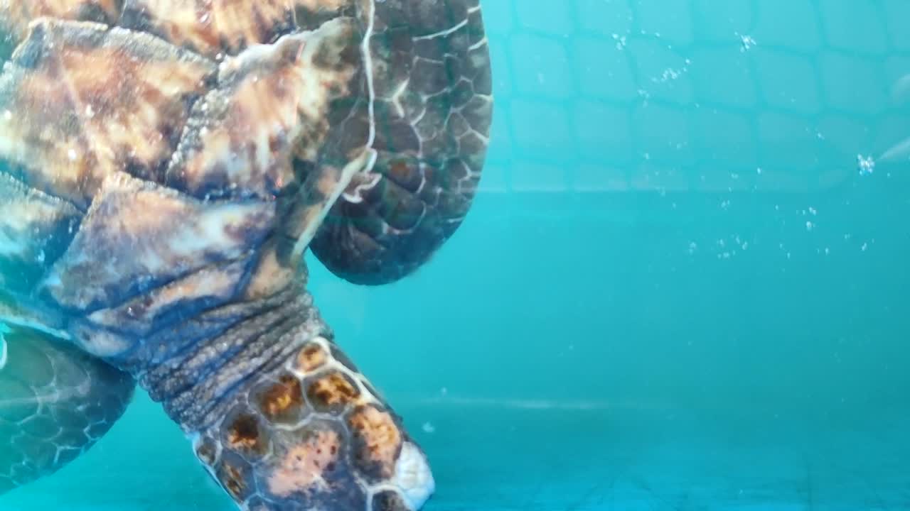 번식 연못의 아기 거북