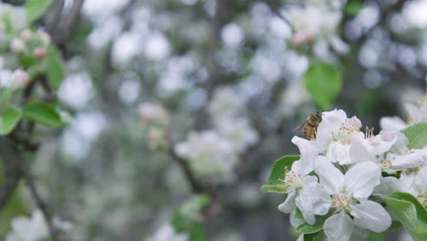 a bee pollinating an apple tree slider shot