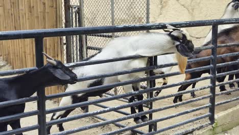 goats at the zoo