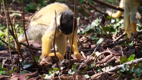 lindos monos ardilla amarillos forrajeando y cavando bosques en busca de comida durante la luz del sol - primer plano