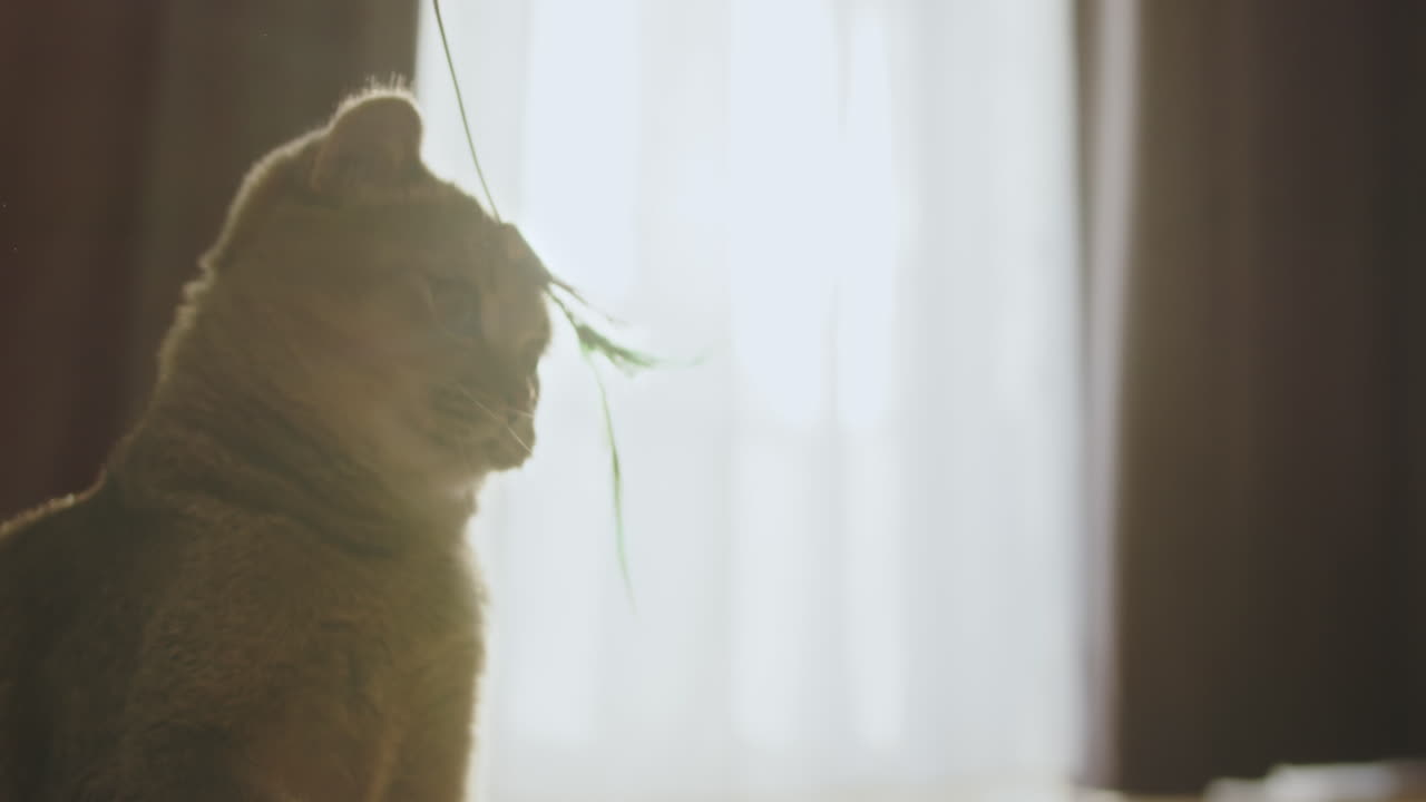 창문 에 있는 귀여운 스코틀랜드 포드 고양이