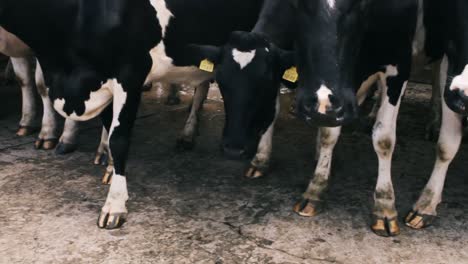 Herd-of-cattles-standing