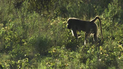 baboon eats and comes out of the frame