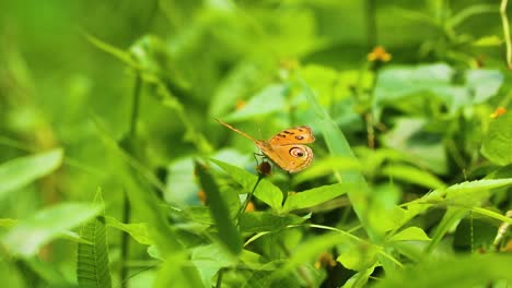 Tropical-Buckeye-butterfly-in-garden,garden,summer,flower-and-butterfly,flower,butterfly,-flower-butterfly