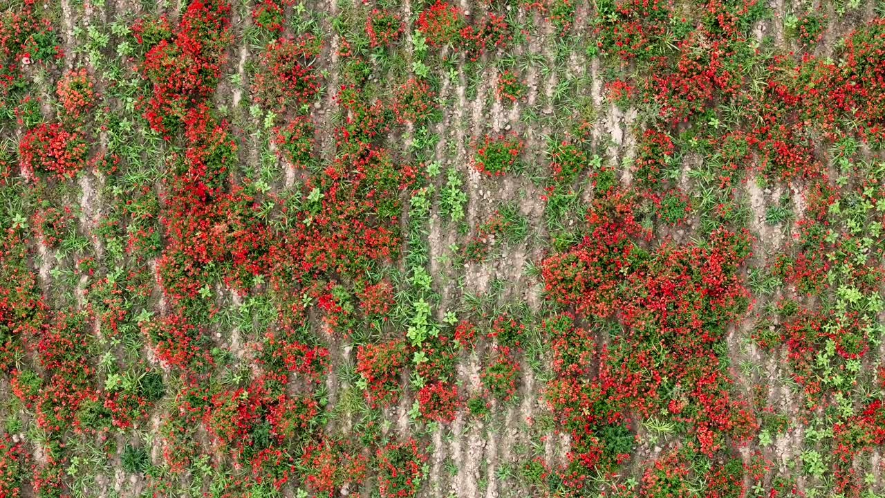 Scarlet red common poppies (Papaver rhoeas) grow in scattered clusters along cultivated crop rows in a rural field, captured in slow top-down panning aerial shot in Piacenza province, Italy