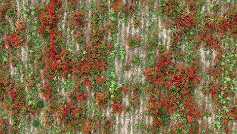 scarlet red common poppies (papaver rhoeas) grow in scattered clusters along cultivated crop rows in a rural field, captured in slow top-down panning aerial shot in piacenza province, italy