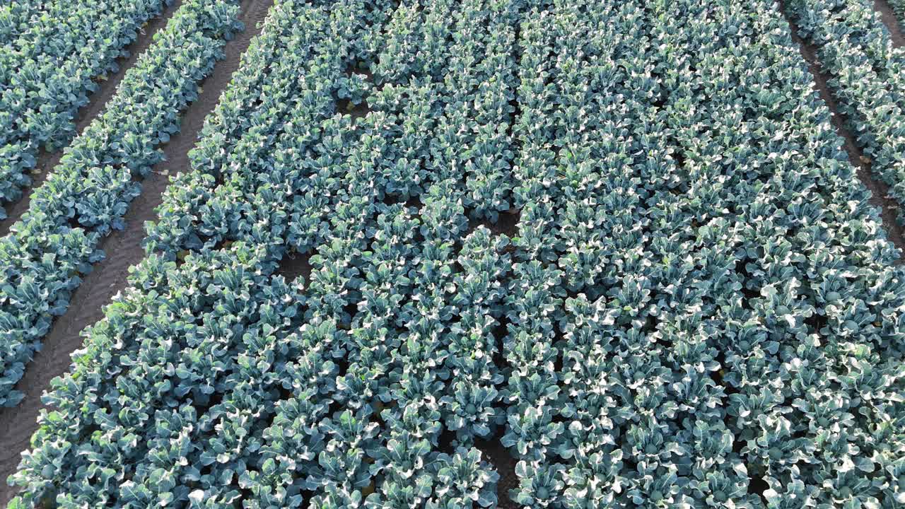 Aerial drone footage of agricultural crops of cabbage and broccoli. Rows of vegetable's in a farmers field. High brassica yields, cabbage, cauliflower, broccoli, Brussels sprout, kale
