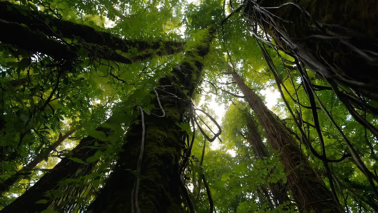 Tropical Forest Canopy