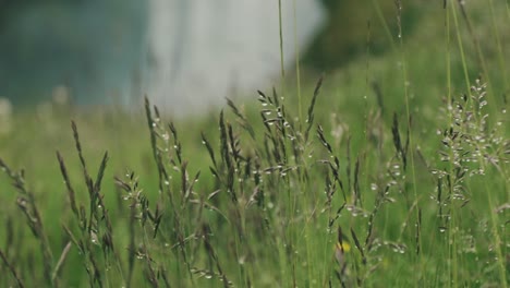 Rack-focus-from-waterfall-to-plants-in-Iceland