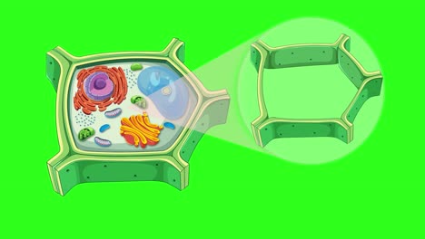 animation illustrating plant cell anatomy with focus on cell wall structure, vibrant colors, and smooth transitions