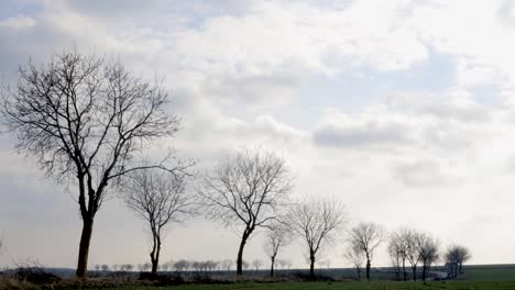 row of bare trees along country road in romania on a sunny day - static shot