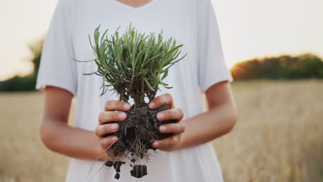 mujer con una plántula de lavanda lista para plantar