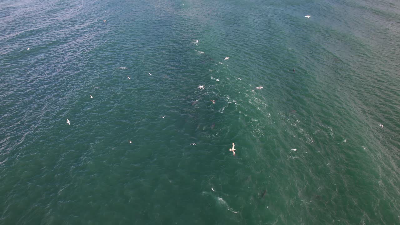 오스트레일리아 뉴 사우스 웨일즈 의 바다 에 있는 돌고래 와 상어 - 드론 촬영