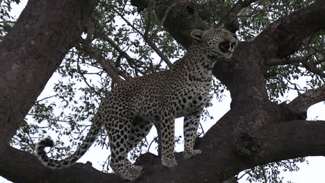 un leopardo en el árbol moviéndose y mirando a su alrededor y oliendo las hojas