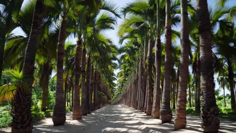 Majestic palm trees line a tranquil white sand path, creating a serene tropical avenue bathed in sunlight, evoking feelings of peace, tranquility, and the allure of exotic destinations