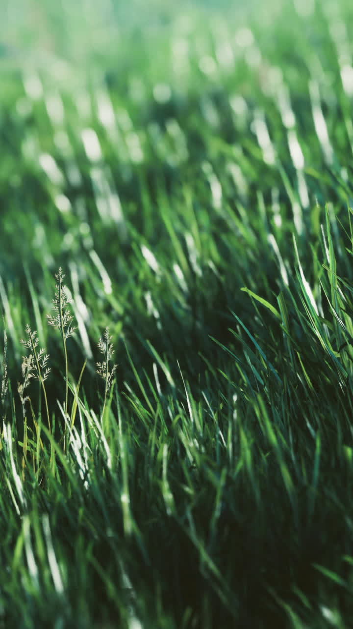 Erba alta che ondeggia al sole in un campo durante le ore diurne.