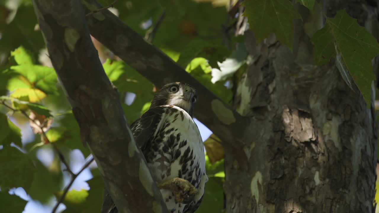 Falco in un albero