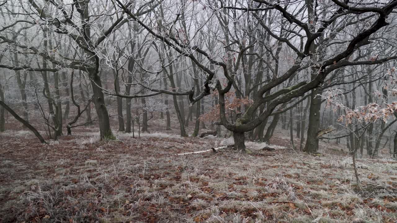 vista panorámica de árboles cubiertos de escarcha y rocas cubiertas de musgo en un misterioso bosque brumoso