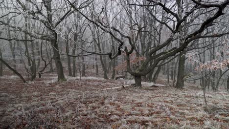 Panoramasicht-Auf-Frostbedeckte-Bäume-Und-Bemooste-Felsen-In-Einem-Mysteriösen-Nebelwald