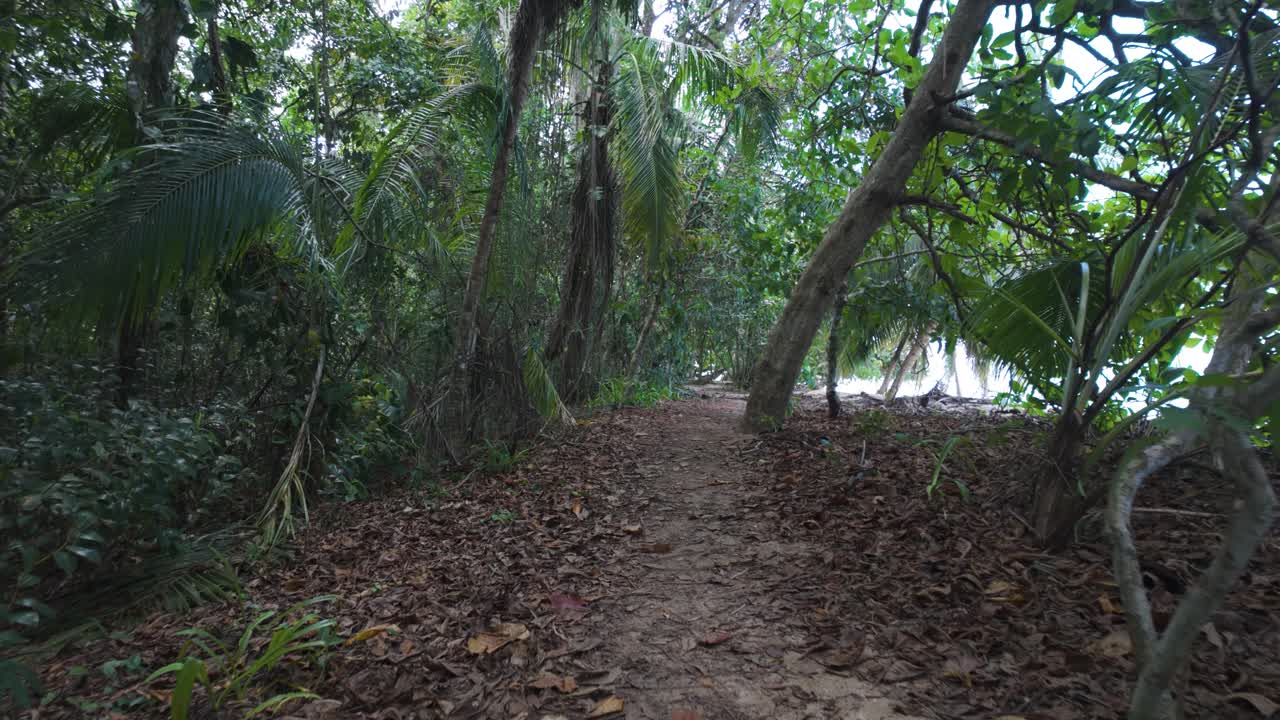 Forest trail with dense foliage in Cahuita National Park, Costa Rica