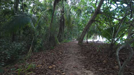 forest trail with dense foliage in cahuita national park, costa rica