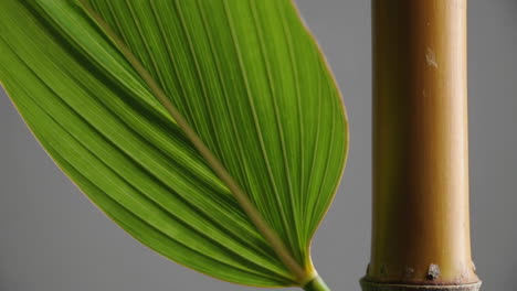 close-up of green bamboo leaf and stalk