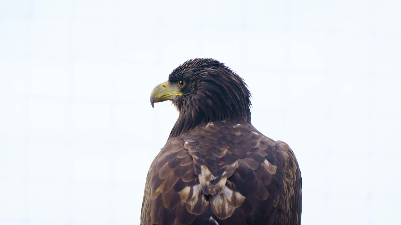 un hermoso águila posada observando y buscando alrededor de su área para comer