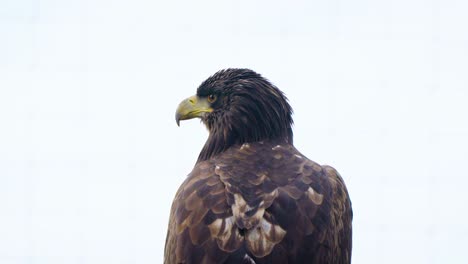 a beautiful, perched eagle watching and searching around it's area for a meal