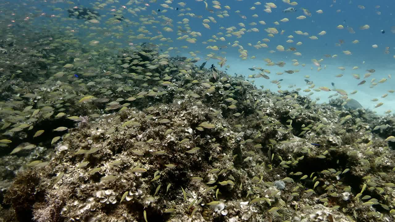Ripresa grandangolare di una vivace e colorata barriera corallina con molti pesci di barriera