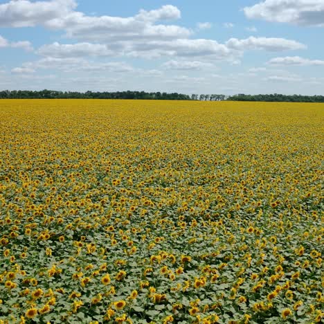 beautiful field of sunflowers. aerial drone shot, starting high and descending gradually. blue sky and white clouds at the horizon