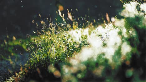 Beautiful-meadow-scene-with-sun-drenched-grasses-and-plants,-creating-a-tranquil-natural-setting