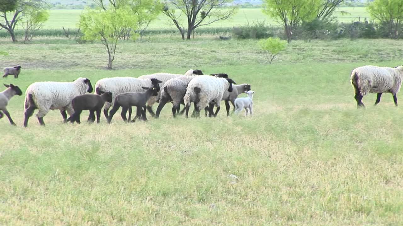 양 떼의 다음 사진
