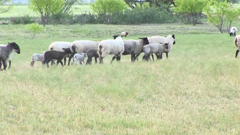 followingshot of a flock of sheep